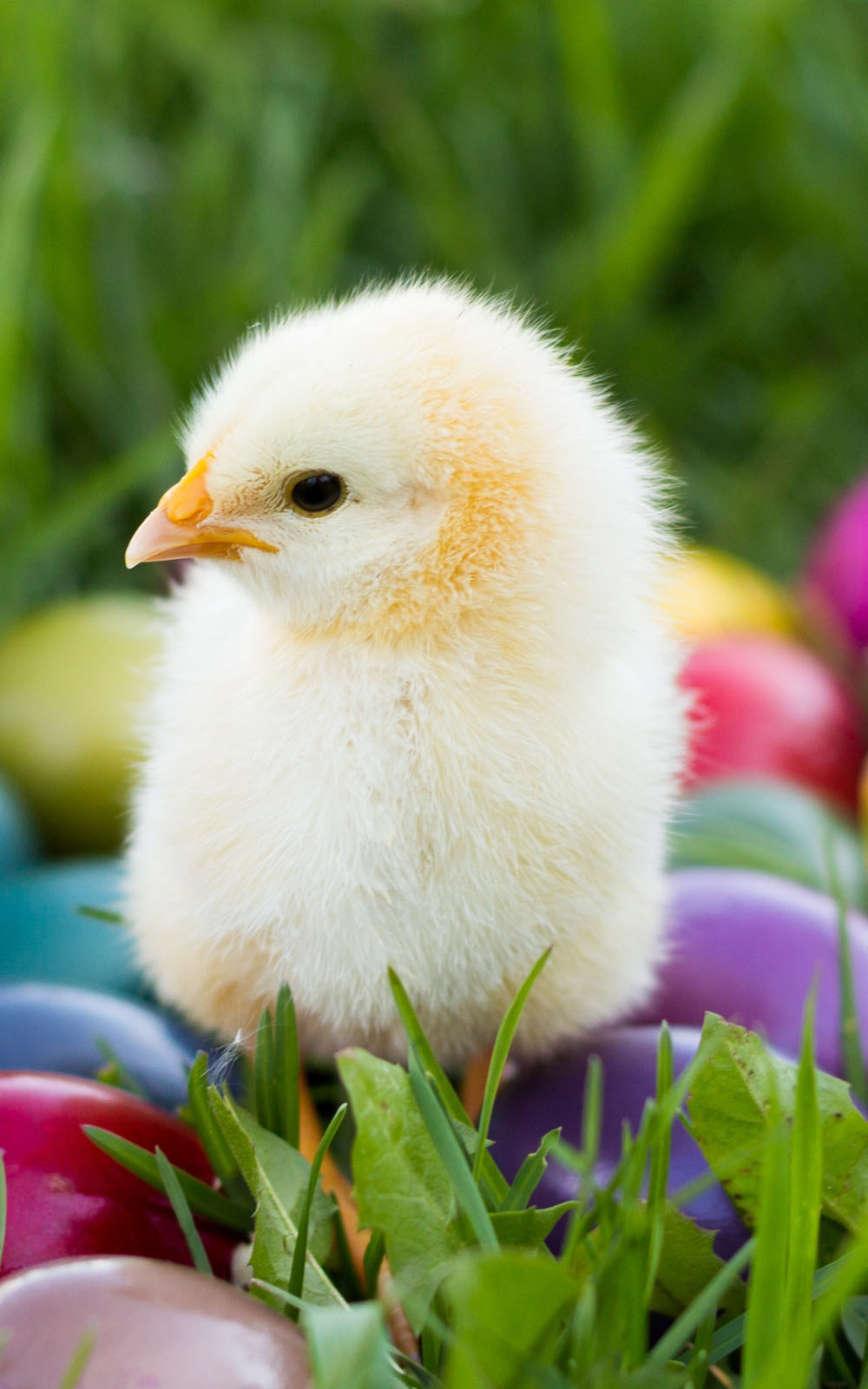 Homepage - Chick With Eggs